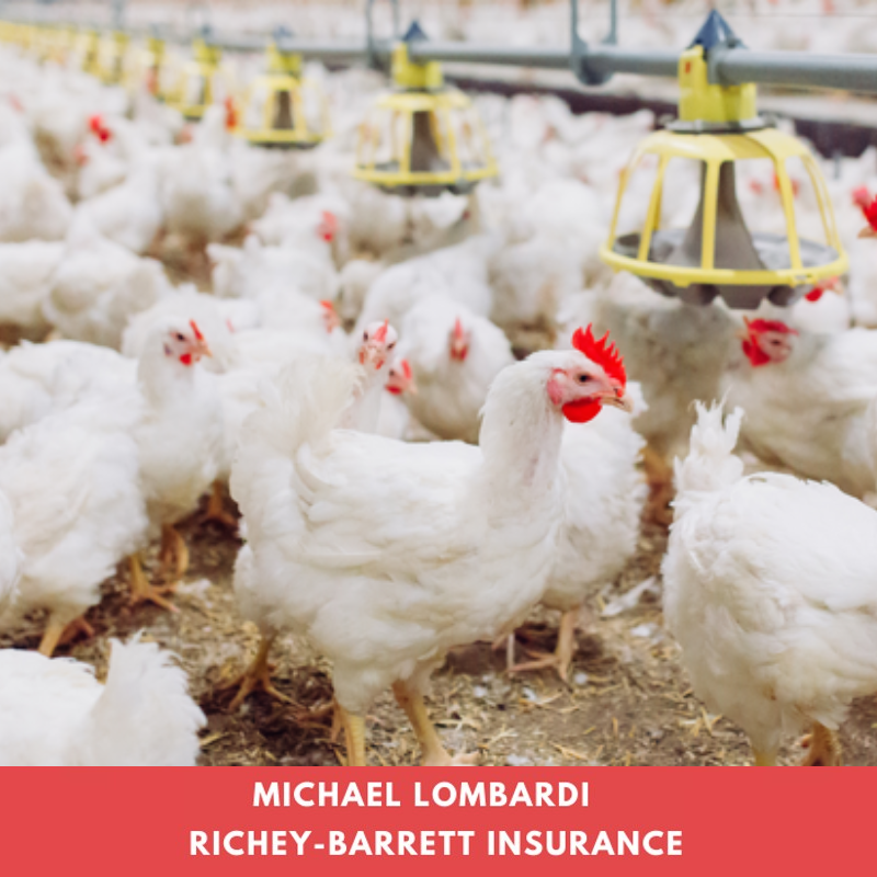 Protect Your Livelihood with Poultry Farm Insurance